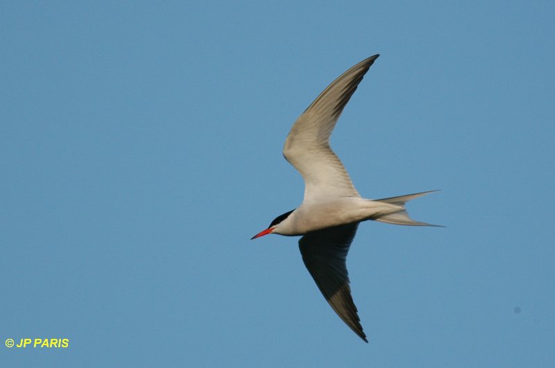 Sterna hirundo